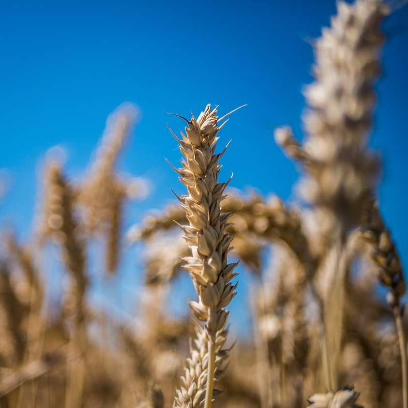 braunes Weizenfeld unter blauem Himmel während des Tages Schiebepuzzle online