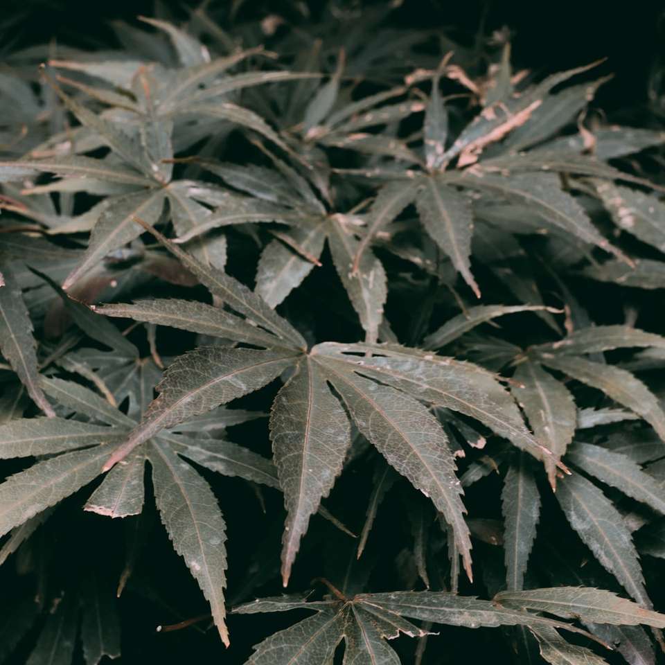 foglie verdi e grigie su sfondo nero puzzle scorrevole online