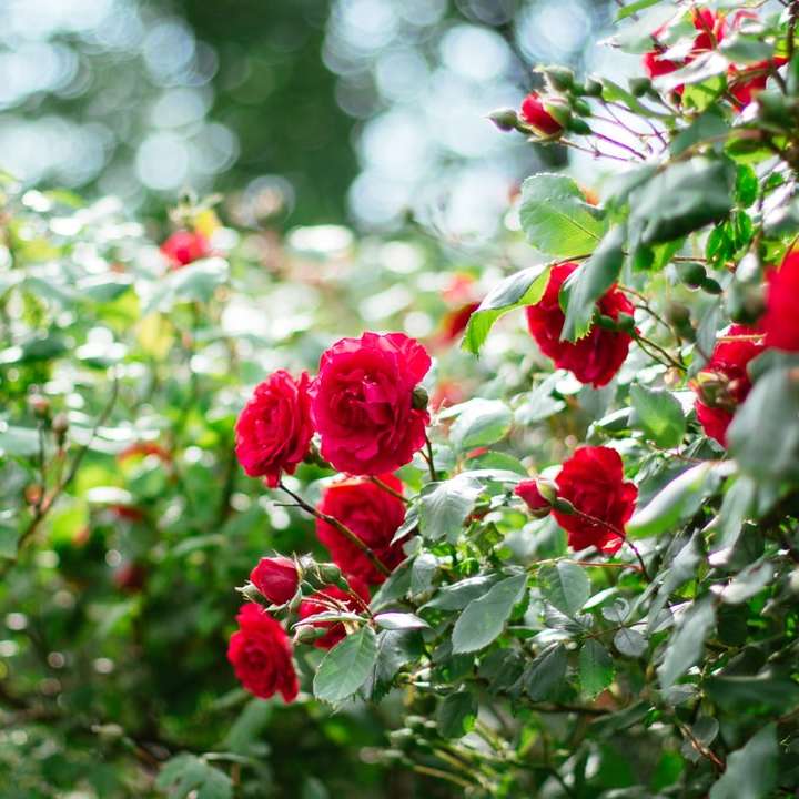 красные розы в тилт-шифт объективах онлайн-пазл
