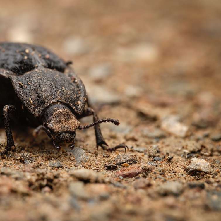 μαύρο σκαθάρι σε καφέ χώμα στη μακρο φωτογραφία συρόμενο παζλ online