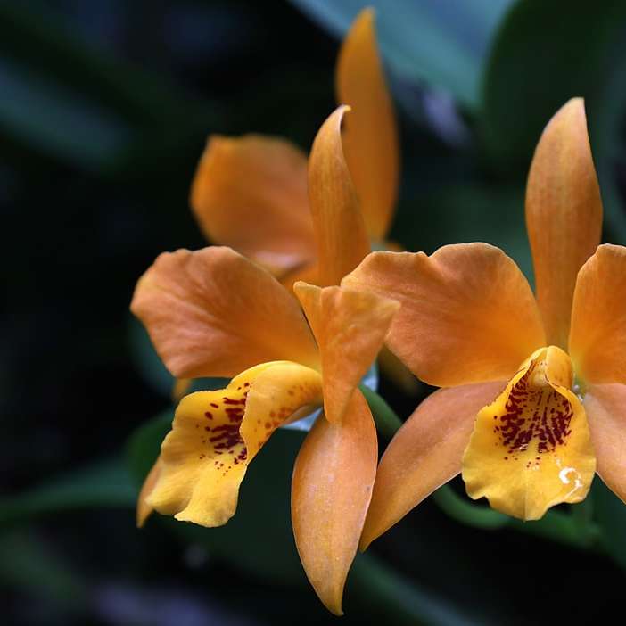 gul blomma i makrolinsfotografering glidande pussel online