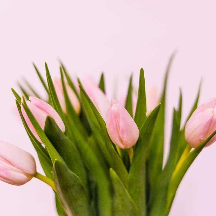 рожеві тюльпани в крупним планом фотографії онлайн пазл