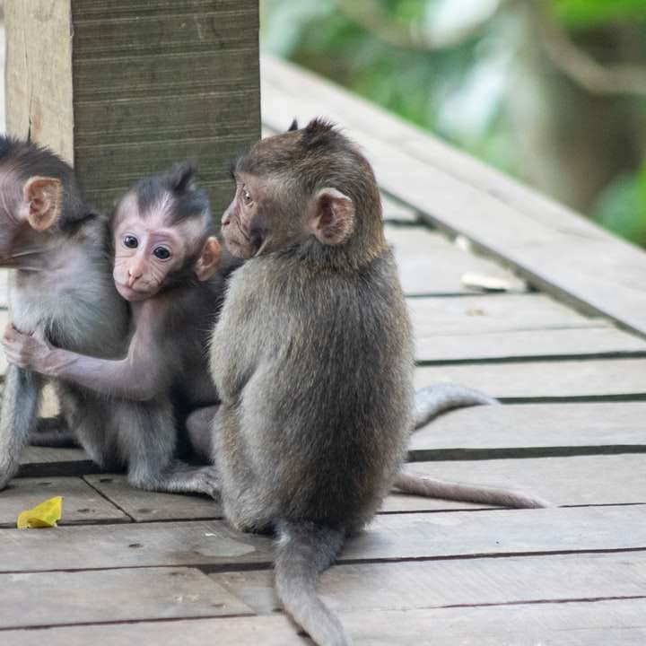 dvě opice sedící na dřevěném plotu online puzzle