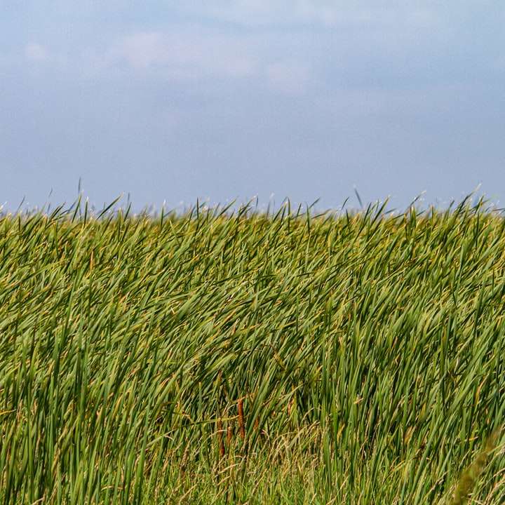 fält för grönt gräs under blå himmel under dagtid Pussel online