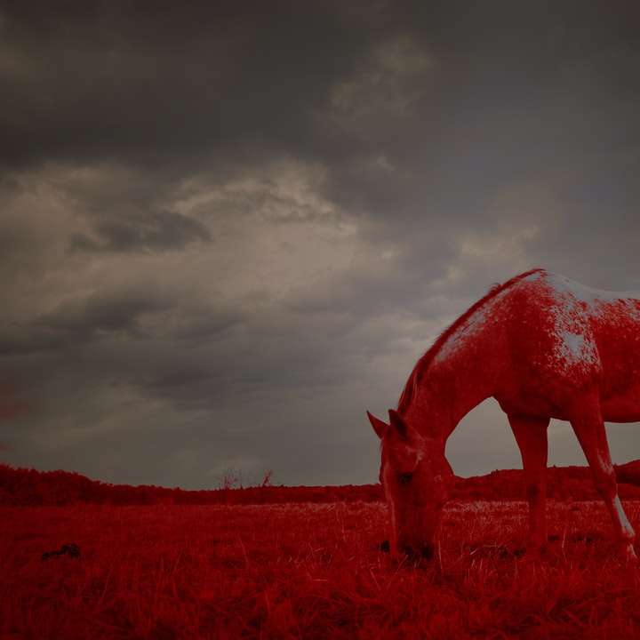 hnědý kůň na poli hnědé trávy pod zamračenou oblohou posuvné puzzle online