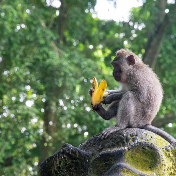 καφέ μαϊμού κάθεται πάνω σε βράχο κατά τη διάρκεια της ημέρας online παζλ