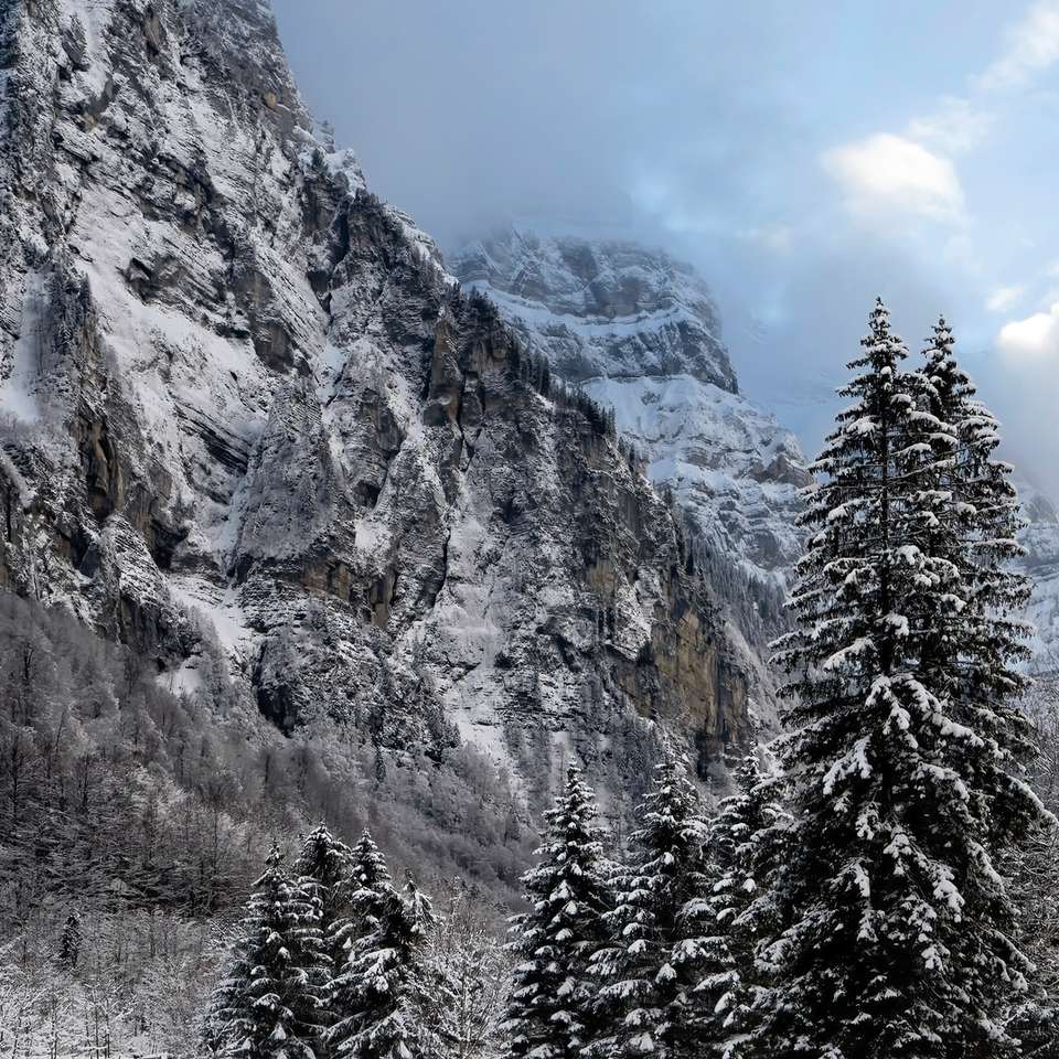 grüne Kiefern nahe grauem Berg unter blauem Himmel Schiebepuzzle online