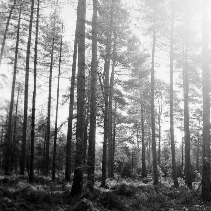 foto en escala de grises de árboles forestales puzzle deslizante online