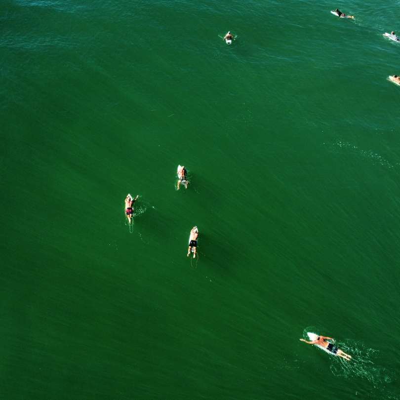luchtfoto van mensen die overdag op zee zwemmen online puzzel