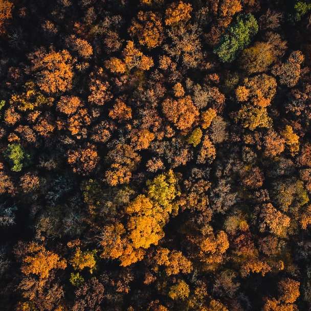 árvores marrons e verdes durante o dia puzzle deslizante online