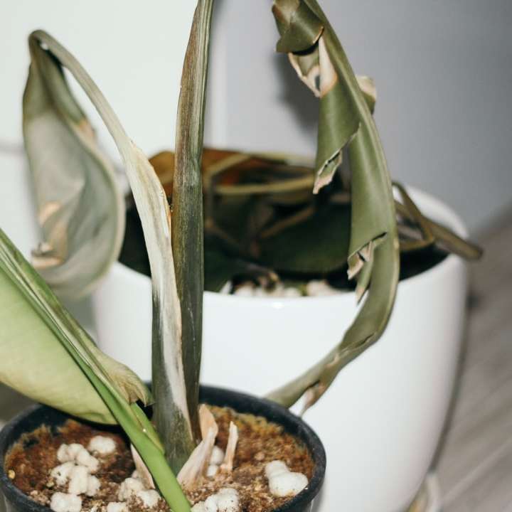 planta verde en maceta negra rompecabezas en línea