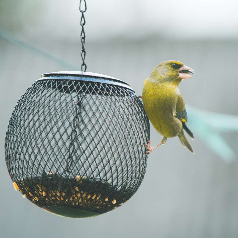 жовтий і чорний птах у чорній сталевій клітці для птахів розсувний пазл онлайн