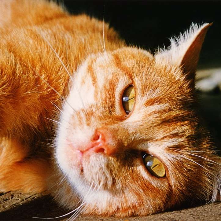 πορτοκαλί τιγρέ γάτα ξαπλωμένη σε μαύρο κλωστοϋφαντουργικό προϊόν συρόμενο παζλ online