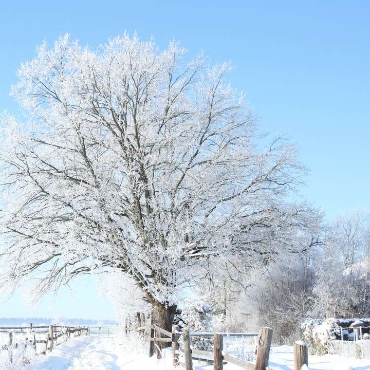 bezlisté stromy na sněhem pokryté zemi během dne online puzzle