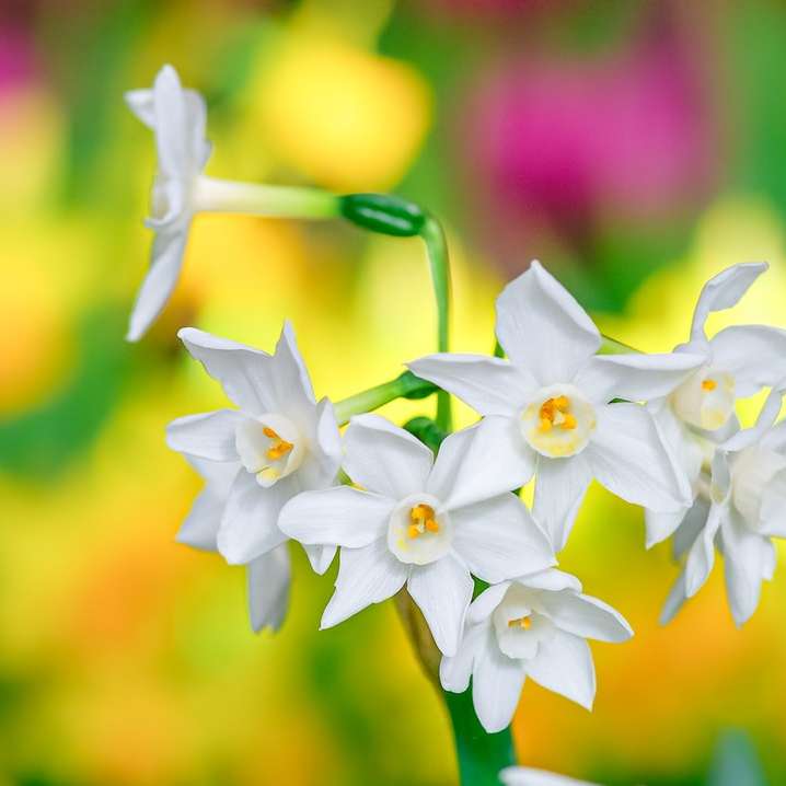 vita blommor i tilt-lins Pussel online