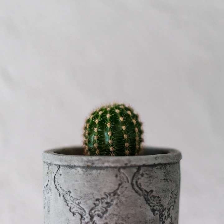 zelený kaktus v šedém hrnci posuvné puzzle online