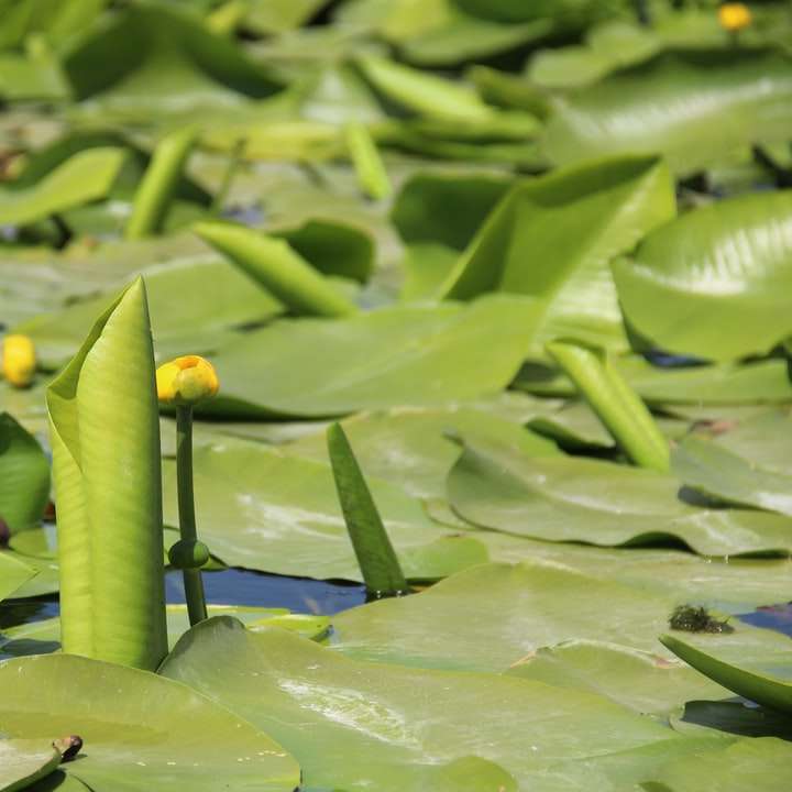 昼間の水の上の緑の植物 オンラインパズル