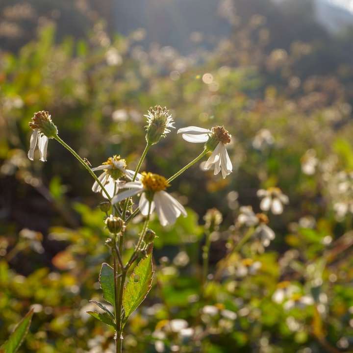 floare albă în lentilă de înclinare puzzle online