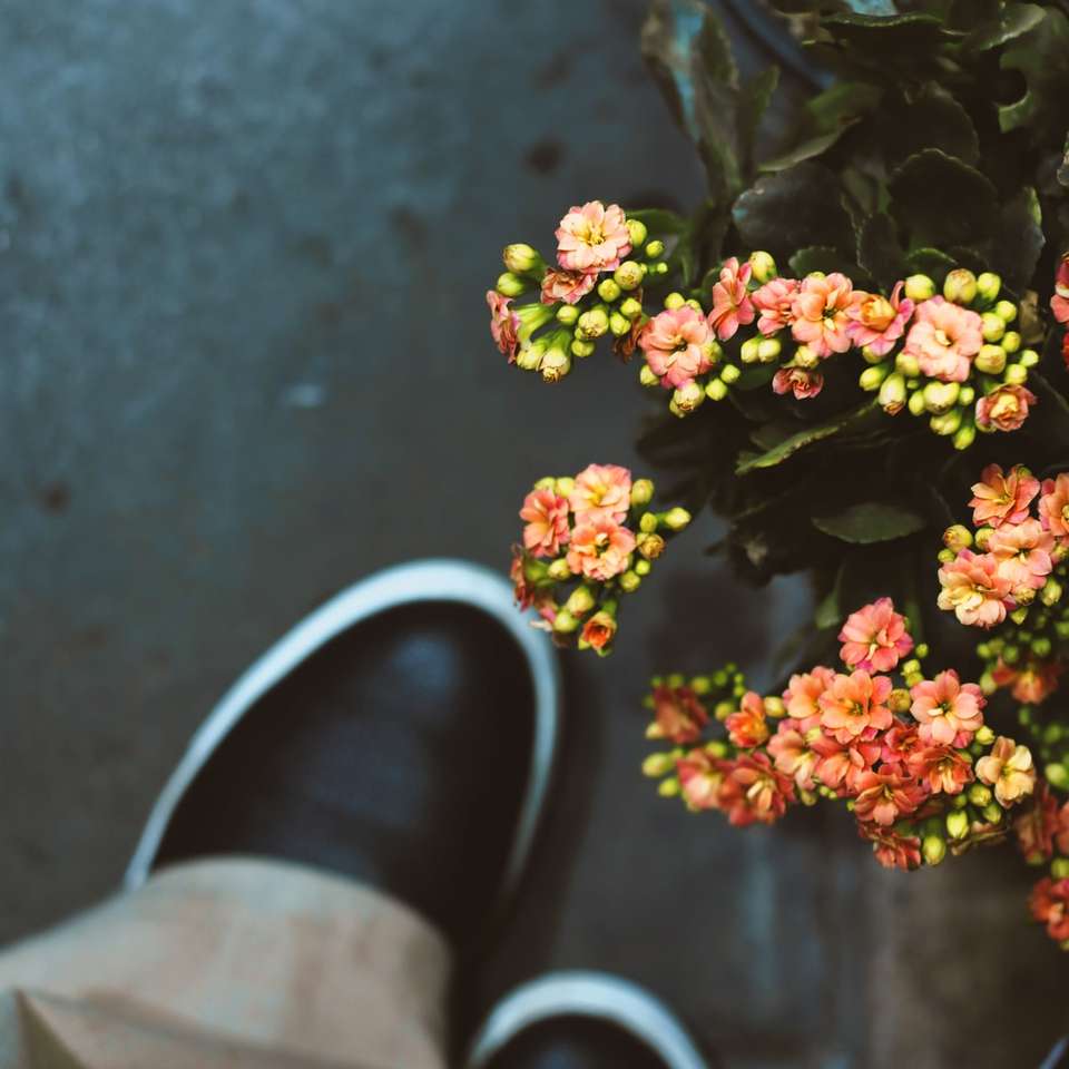 flores rosas y blancas en zapatos blancos y negros puzzle deslizante online