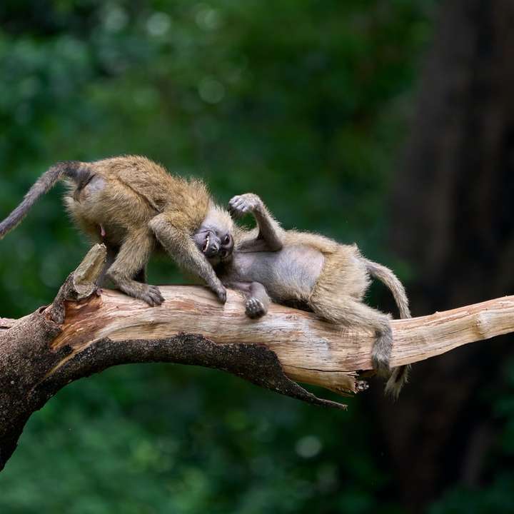 bruna apor på brun trädgren under dagtid glidande pussel online