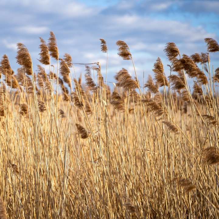 hnědé pšeničné pole pod modrou oblohou během dne posuvné puzzle online