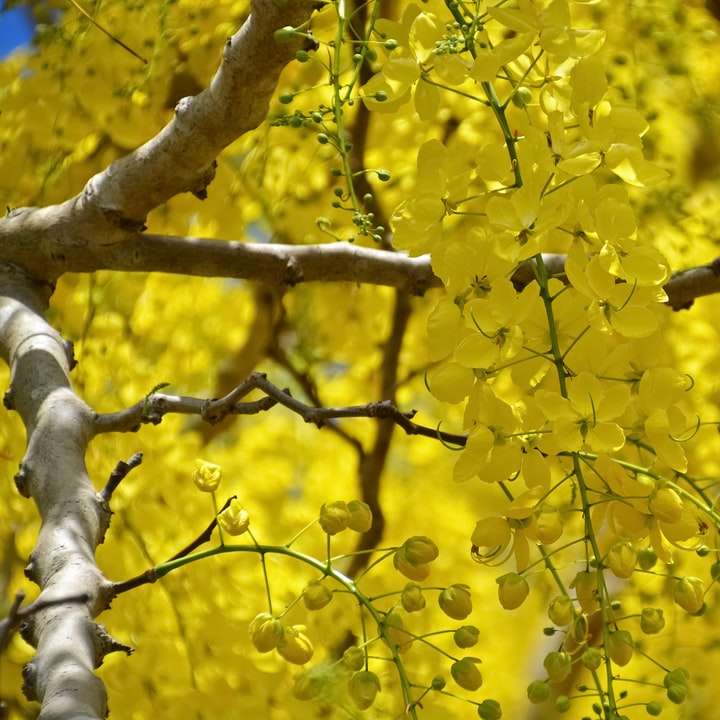 κίτρινα φύλλα σε καφέ κλαδί δέντρου συρόμενο παζλ online