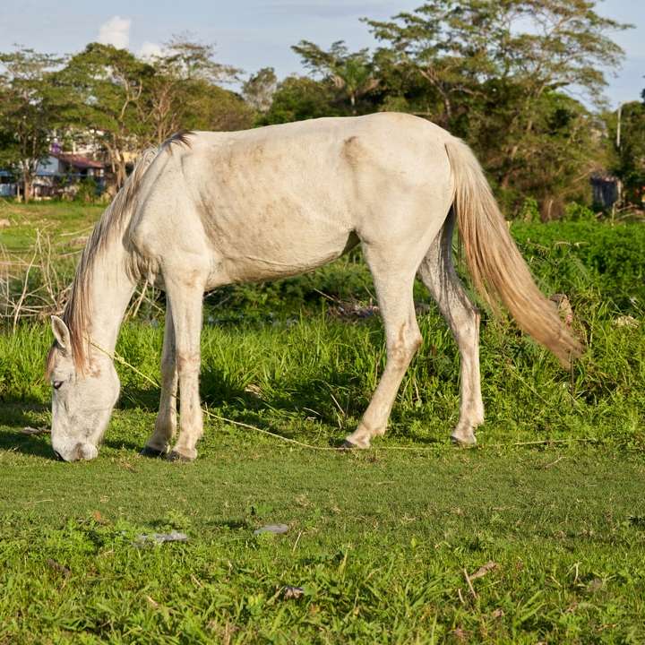 cavalo branco em campo de grama verde durante o dia puzzle deslizante online