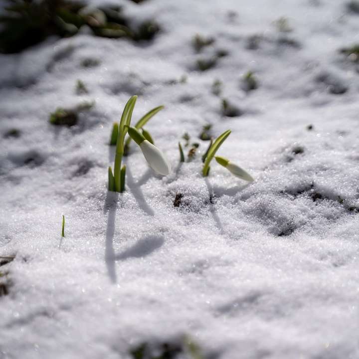 grüne Pflanze auf schneebedecktem Boden Online-Puzzle