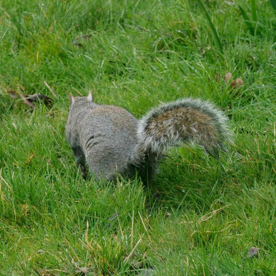 scoiattolo grigio su erba verde durante il giorno puzzle online
