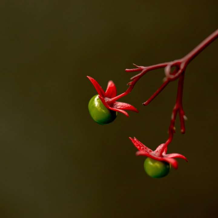 fruct rotund verde cu tulpina roșie alunecare puzzle online