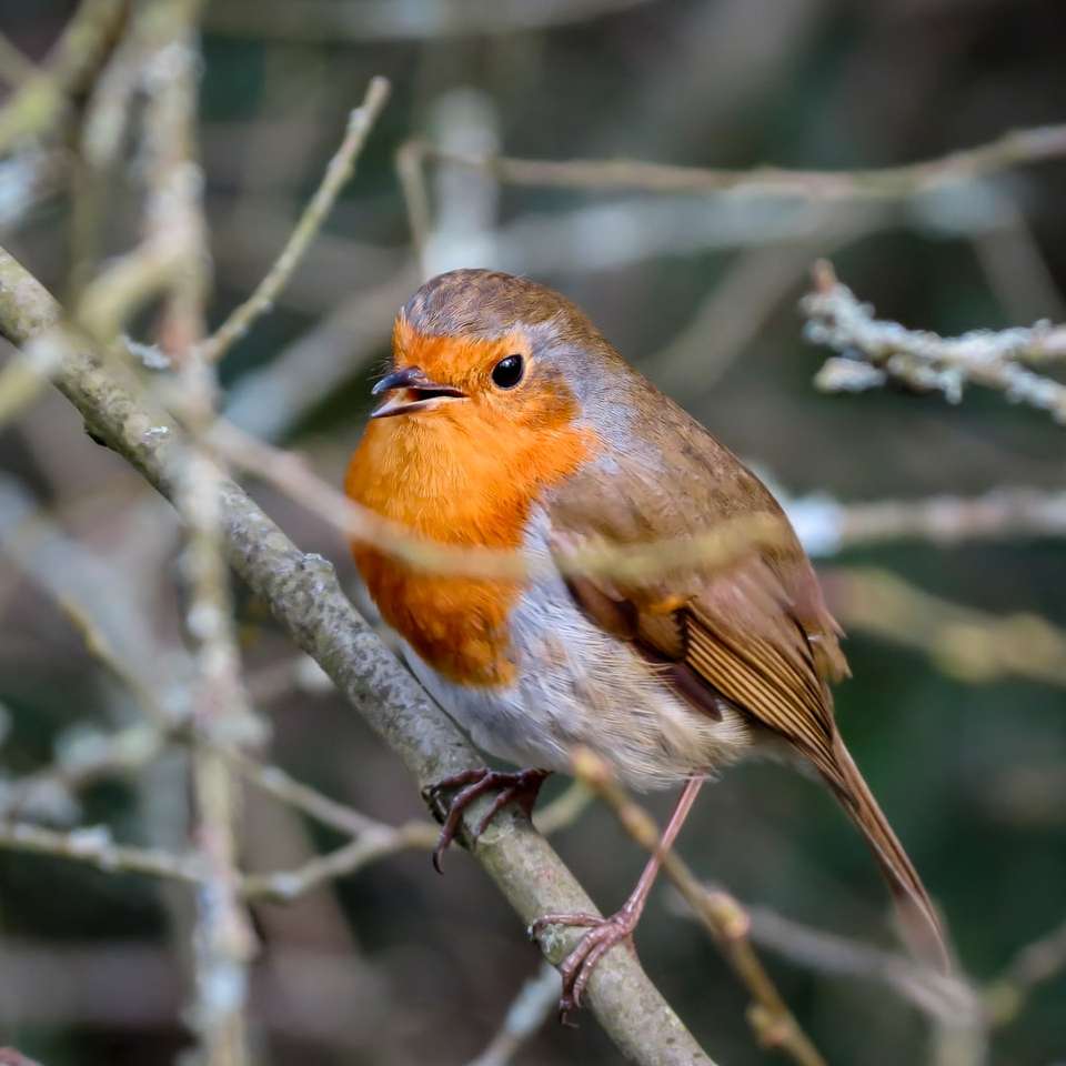 πορτοκαλί και γκρι πουλί σε κλαδί δέντρου online παζλ