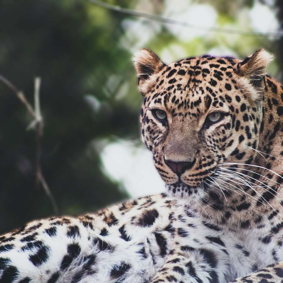 Leopard, der auf Schwarzweiss-Textil liegt Online-Puzzle