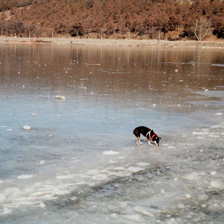 Черно-белая короткошерстная собака бежит по воде раздвижная головоломка онлайн