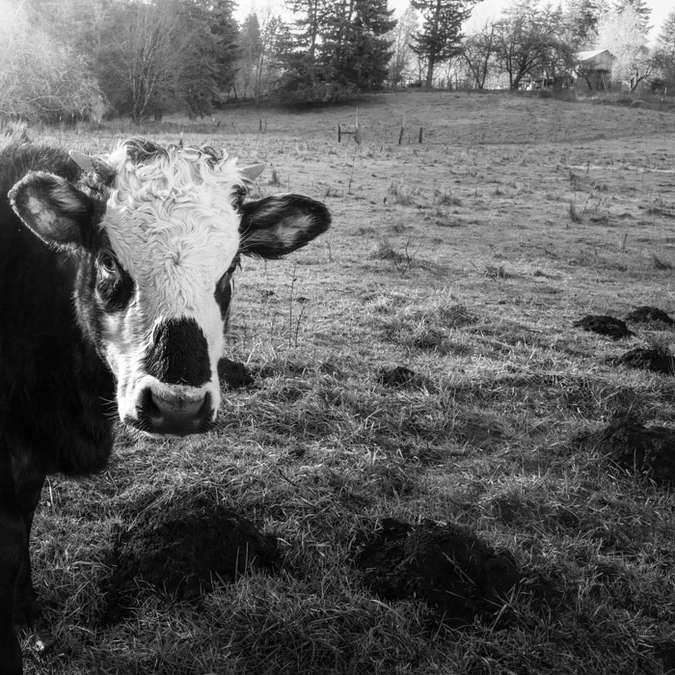 grijswaardenfoto van koe op grasveld online puzzel