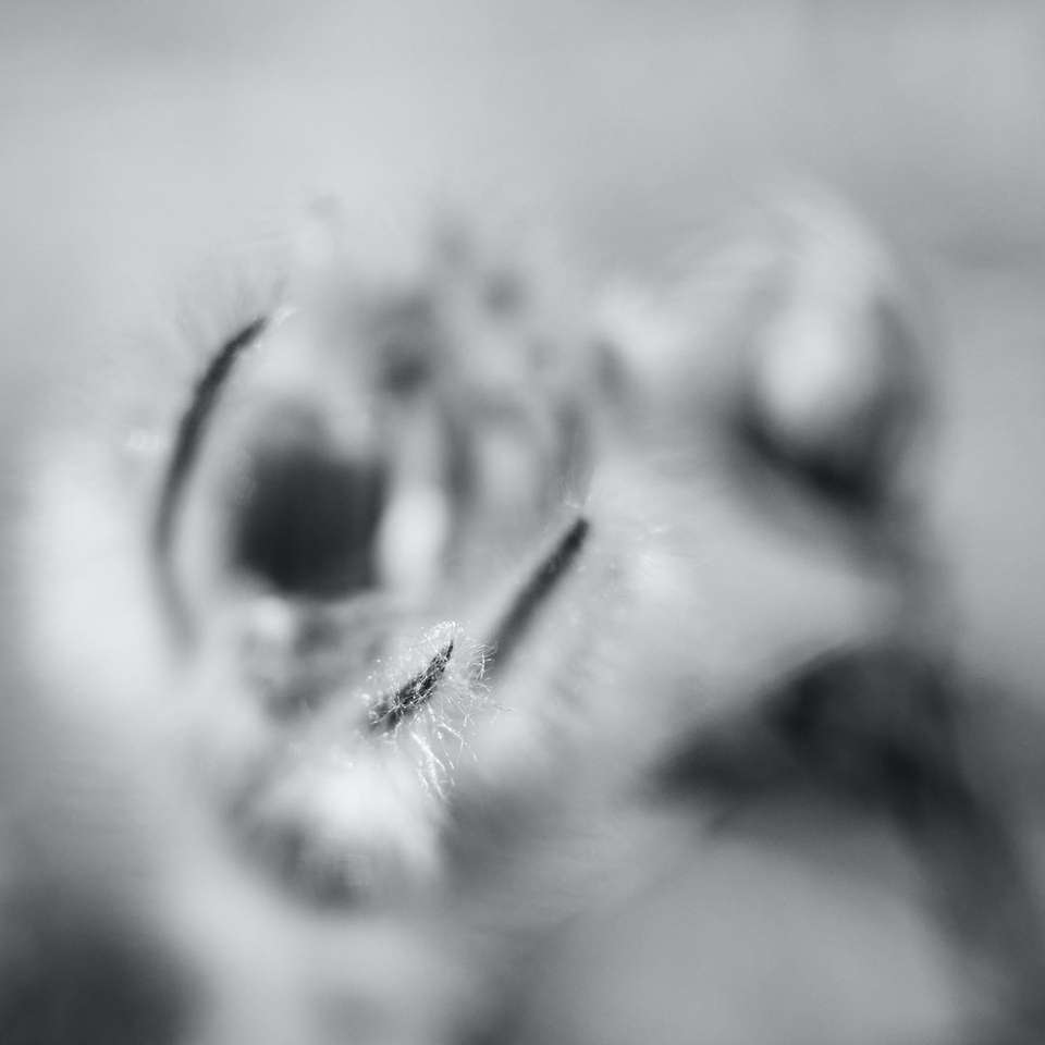 gråskalefoto av djurens ögon Pussel online