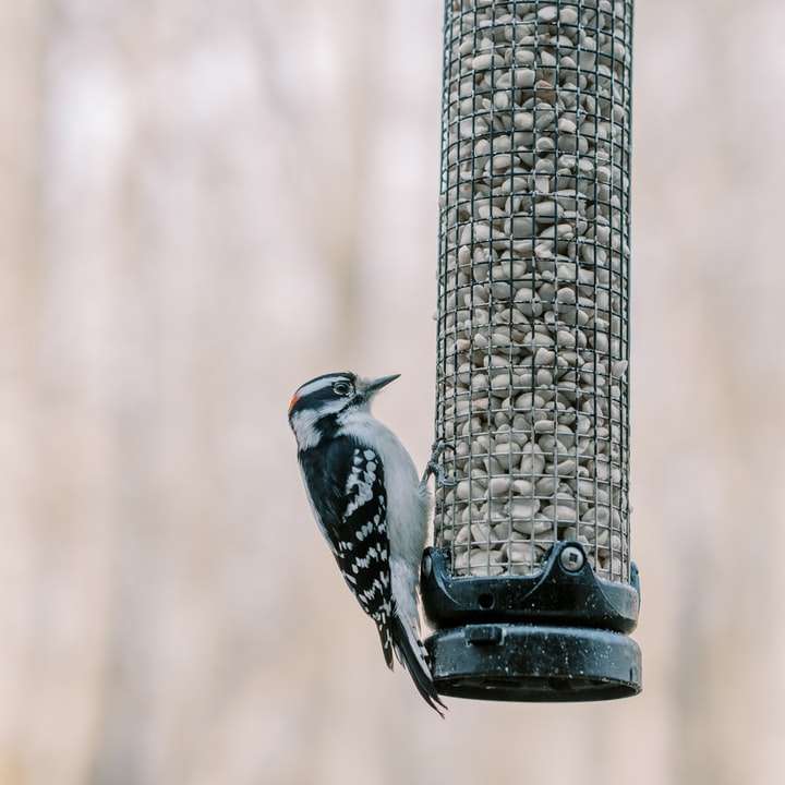 pássaro azul e branco no alimentador de pássaros de metal preto puzzle deslizante online