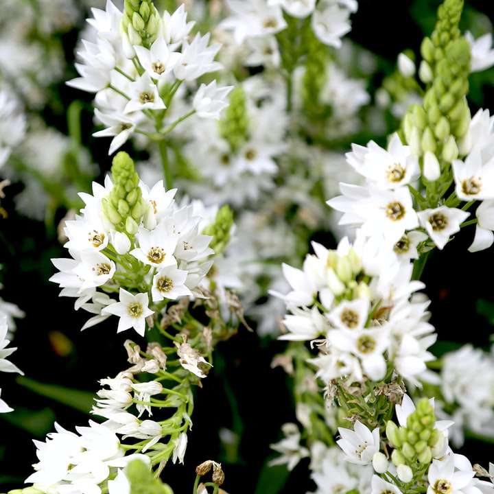 белые цветы в тилт-шифт объективах онлайн-пазл