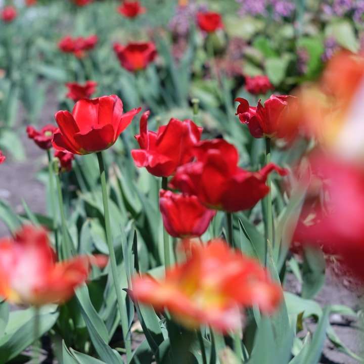 piros virágok, zöld levelekkel online puzzle