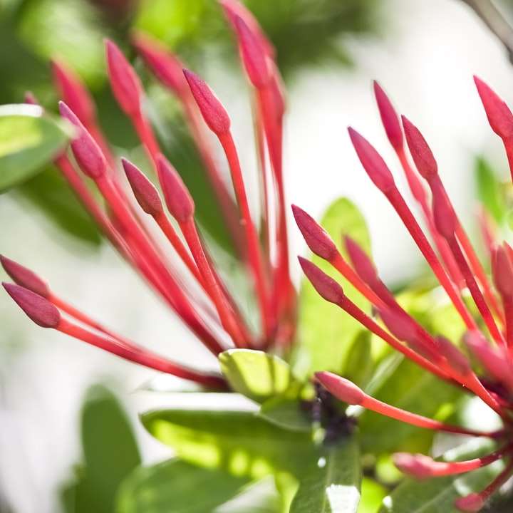 κόκκινο και πράσινο λουλούδι σε φακό μετατόπισης κλίσης συρόμενο παζλ online