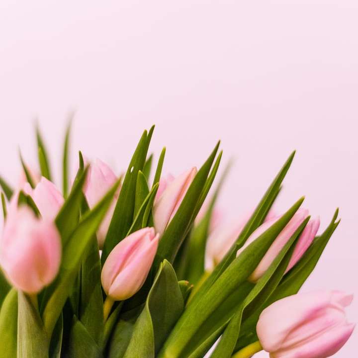 rosa tulpaner i vit bakgrund glidande pussel online