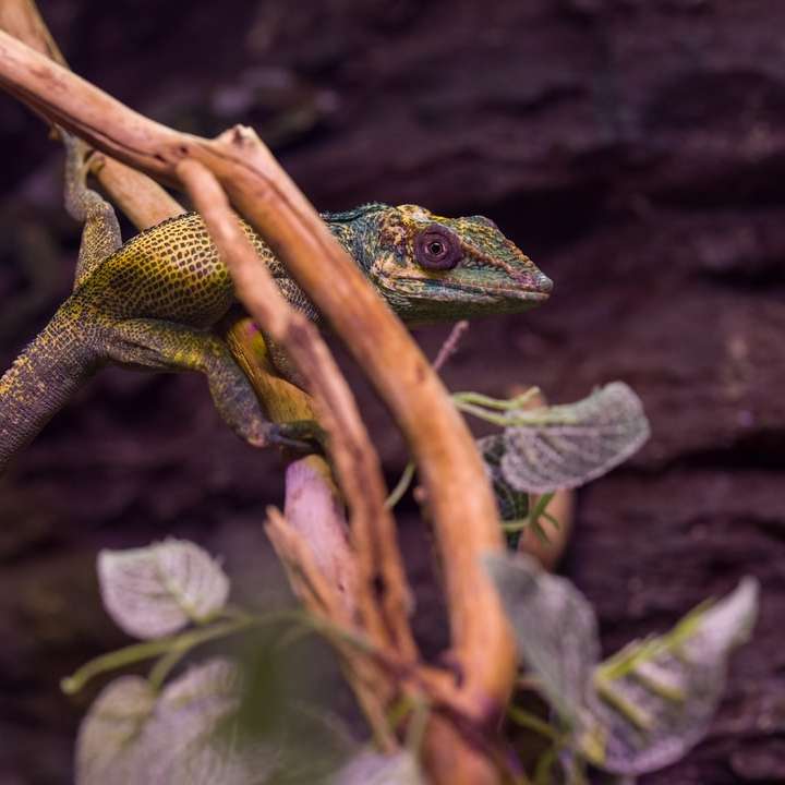 green and brown lizard on brown tree branch online puzzle