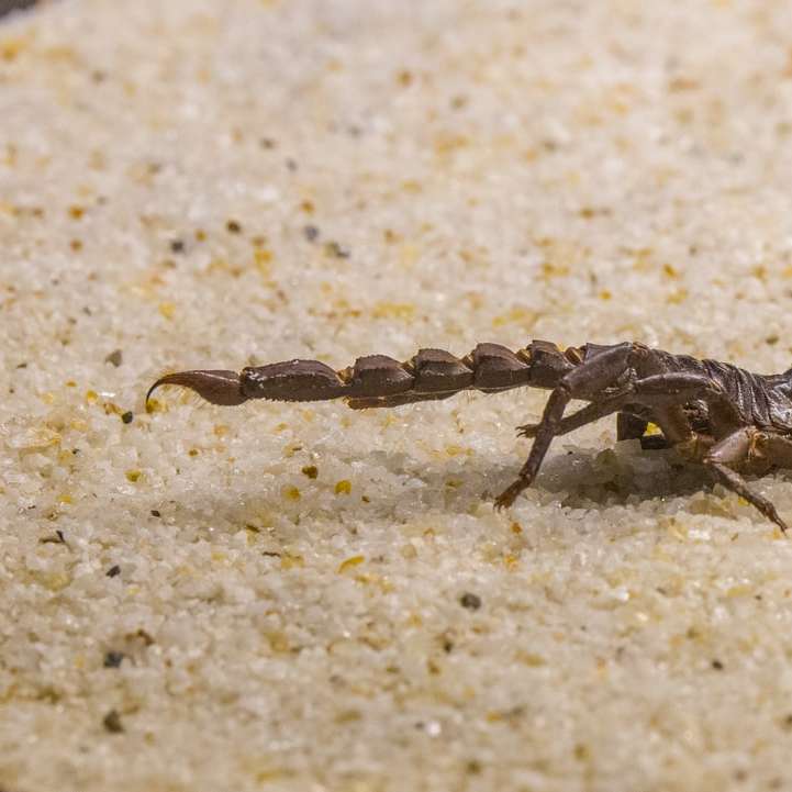 Araignée sauteuse noire et brune sur sable blanc puzzle en ligne