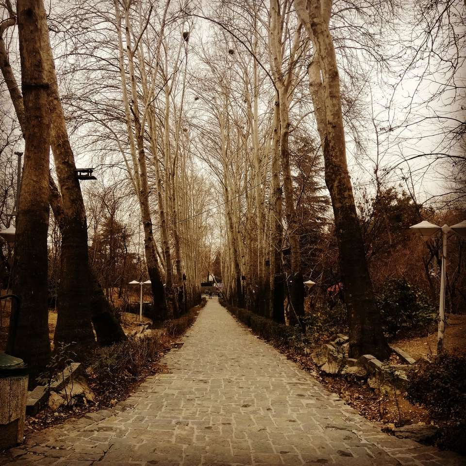grijs betonnen pad tussen kale bomen overdag schuifpuzzel online