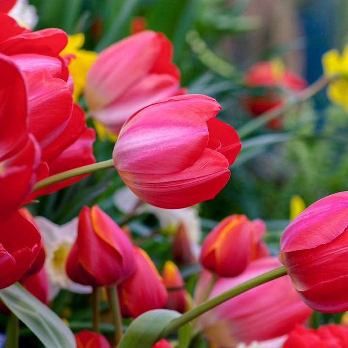 tagsüber blühen rote Tulpen Online-Puzzle