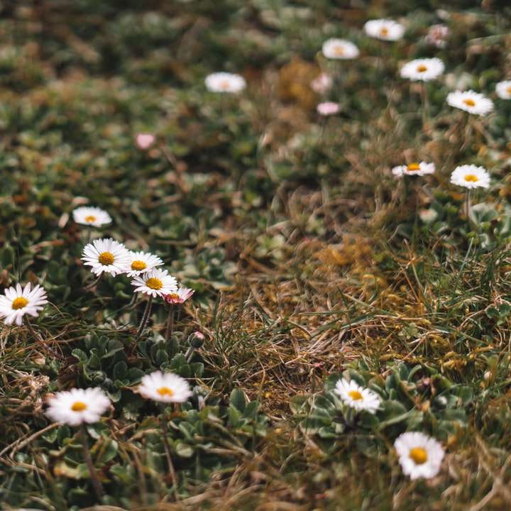 άσπρα και κίτρινα λουλούδια στο πράσινο γρασίδι συρόμενο παζλ online