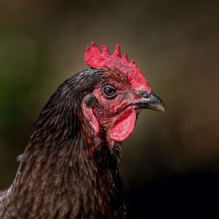 καφέ και κόκκινο κεφάλι κοτόπουλου συρόμενο παζλ online