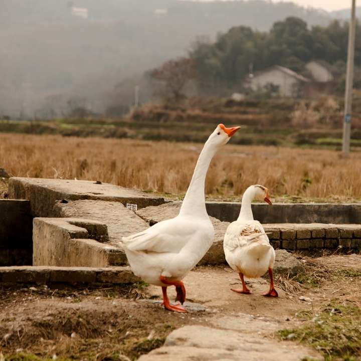bílá kachna na hnědý dřevěný plot během dne posuvné puzzle online