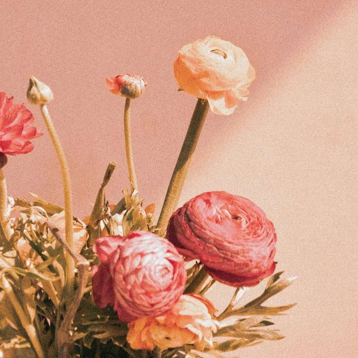 roze rozen in bloei close-up foto schuifpuzzel online
