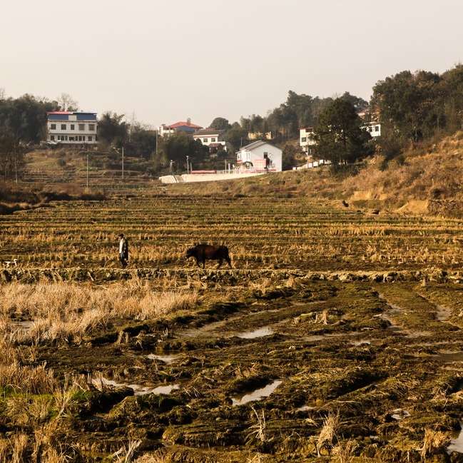 кафява крава на поле със зелена трева през деня плъзгащ се пъзел онлайн