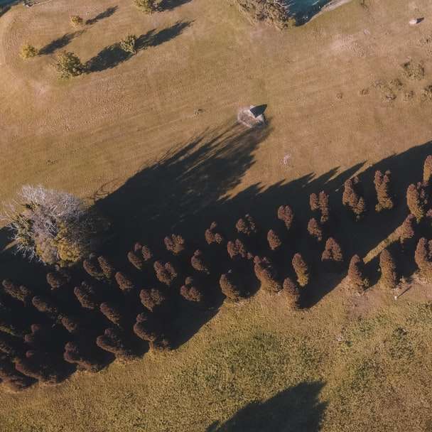 barna fa kerítés a barna homokon online puzzle